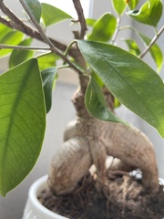 Ficus retusa