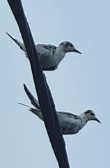 Chlidonias