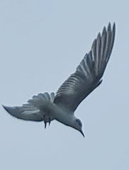 Chlidonias
