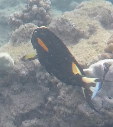 Acanthurus olivaceus