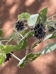 Abutilon pilosocinereum