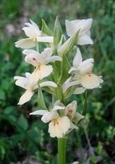 Dactylorhiza insularis