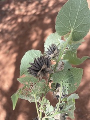 Abutilon pilosocinereum