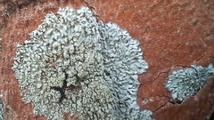 Hyperphyscia adglutinata