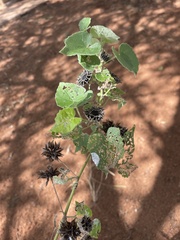 Abutilon pilosocinereum