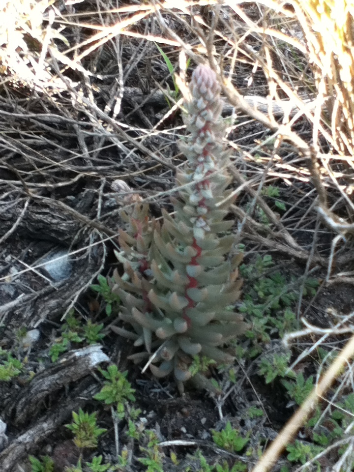 Villadia cucullata