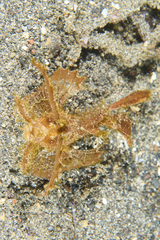 Pteroidichthys amboinensis