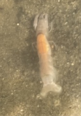 Trypaea australiensis