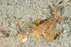 Pteroidichthys amboinensis