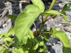 Harmonia octomaculata