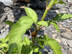 Harmonia octomaculata