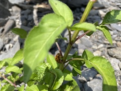 Harmonia octomaculata