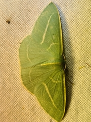 Chlorocoma stereota