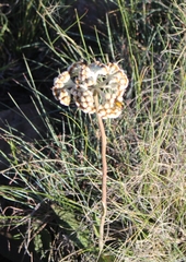 Helichrysum pedunculatum