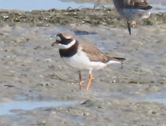 Charadrius hiaticula tundrae
