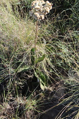 Helichrysum pedunculatum
