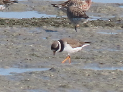 Charadrius hiaticula tundrae