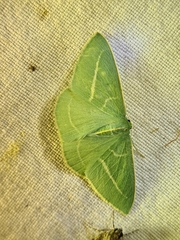 Chlorocoma stereota