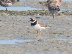 Charadrius hiaticula tundrae