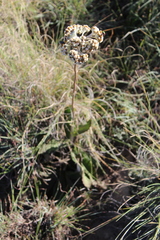 Helichrysum pedunculatum