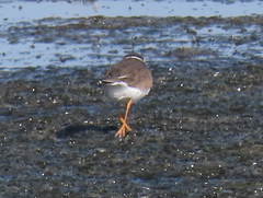 Charadrius hiaticula tundrae