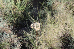 Helichrysum pedunculatum