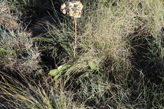Helichrysum pedunculatum