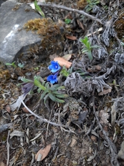Glandora diffusa