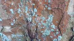 Hyperphyscia adglutinata