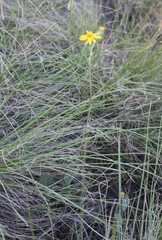 Senecio ruwenzoriensis