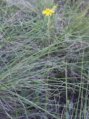 Senecio ruwenzoriensis