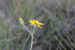 Senecio ruwenzoriensis
