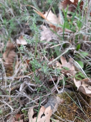 Santolina semidentata