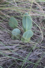 Senecio ruwenzoriensis
