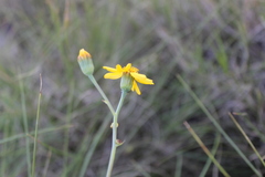 Senecio ruwenzoriensis