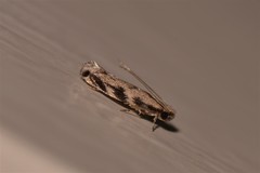 Erechthias zebrina