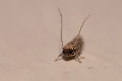 Erechthias zebrina