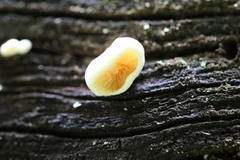 Pseudomerulius curtisii
