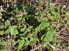 Cistus salviifolius
