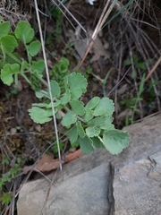 Pimpinella villosa