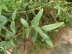 Senna corymbosa