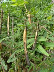 Senna corymbosa