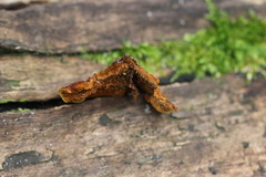 Hymenochaete setipora