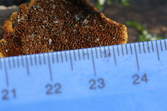 Hymenochaete setipora