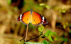 Danaus chrysippus
