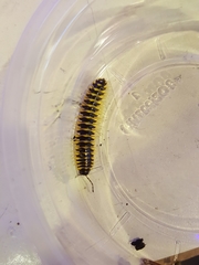 Sigmoria translineata