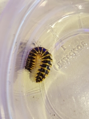 Sigmoria translineata