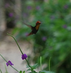 Chrysolampis mosquitus