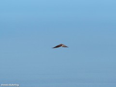 Falco tinnunculus dacotiae