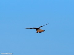 Falco tinnunculus dacotiae